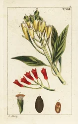 Gele en rode kruidnagel, Syzygium aromaticum