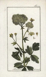 Gele pigamon (Thalictrum flavum). Lithografie uit “Afbeelding der Artseny-Gewassen” door Johannes Zorn (1739-1799), Nederland