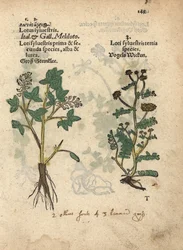 Gele honingklaver, Melilotus officinalis