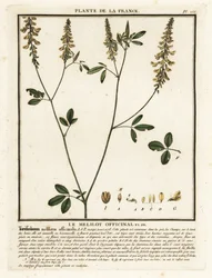 Gele honingklaver, Melilotus officinalis