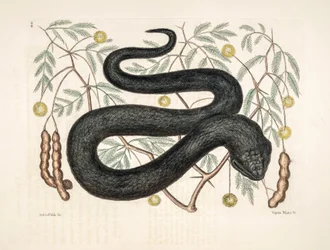 Dierentuin illustratie/Vipera nigra/Zwarte adder