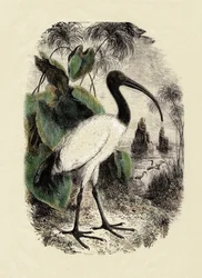 Zoologie: Sacre Ibis (Threskiornis aethiopicus), gravure uit de 19e eeuw