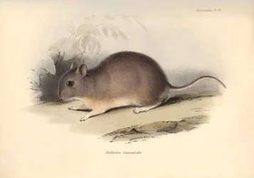Zoölogie: De "Reithrodon Cuniculoides" of knaagdier beschreven door Charles Darwin tijdens zijn ontdekkingsreis aan boord van de Beagle. Plaat uit "The Zoology of the voyage of H.M.S. Beagle under the command of Captain Fitzroy during the years 1832 to 183