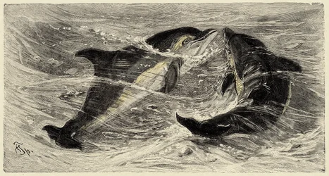 Zoologie: dolfijnen (delphinus delphis) beschreven en geïllustreerd door Carlo Vogt en Federico Specht in Natural history illustree: zoogdieren 1884