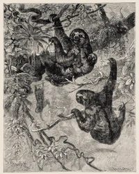 Zoologie: luiaard (Ai - Bradypus tridactylus) beschreven en geïllustreerd door Carlo Vogt en Federico Specht in 