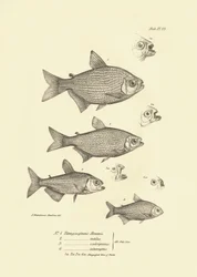 Zoölogie: weergave van de vis 
