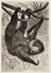 Zoologie: unau of luiaard beschreven en geïllustreerd door Carlo Vogt en Federico Specht in 