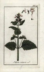 Kattekruid (Nepeta cataria). Lithografie uit Afbeelding der Artseny-Gewassen door Johannes Zorn, Nederland