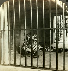 Gevangen mensenetende tijger, verantwoordelijk gehouden voor 200 doden, Calcutta, India, ca. 1903