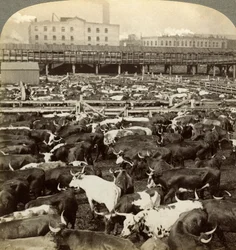 Vee, Great Union Stock Yards, Chicago, Illinois, VS