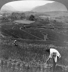 Vruchtbare rijstvelden in de oude krater van Aso-San, Japan, 1904
