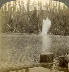 Boomstamgoot, Oregon, VS