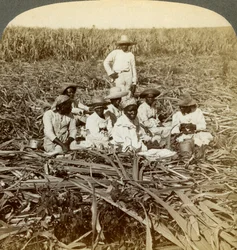 Op de suikerplantage La Union, San Luis, provincie Santiago, Cuba, 1899