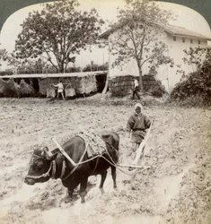 Ploegen van overstroomd land voor rijstplanting, ten noorden van de hoofdweg bij Uji, nabij Kyoto, Japan, 1904