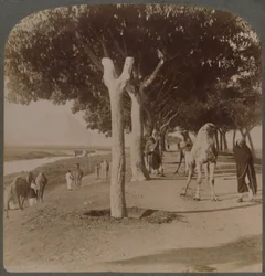 De Weg naar de Piramides, Egypte