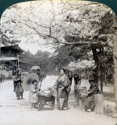 Onder de kersenbloesems, kijkend naar het noordoosten langs de hoofdlaan van Shiba Park, Tokio, Japan, 1904