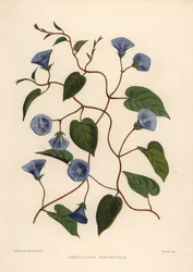 Clusterwijnstok, Jacquemontia pentanthos (Convolvulus pentanthus)