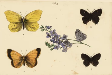 Citroenvlinder, Gonepteryx rhamni, gele luzernevlinder, Colias croceus, bruine eikenpage, Thecla betulae, Meleagers blauwtje, Polyommatus daphnis, en zwarte eikenpage, Satyrium pruni
