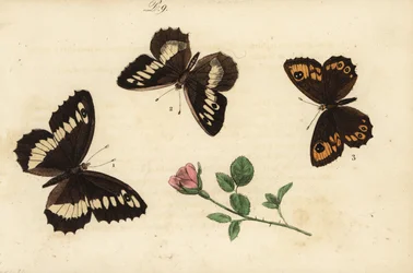 Grote weerschijnvlinder, Brintesia circe, kluizenaar, Chazara briseis, en grote muurvlinder, Lasiommata maera