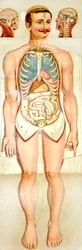 Menselijk anatomie uitklapbaar educatief model, ca. 1895