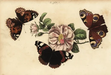 Distelvlinder, Vanessa cardui, atalanta, Vanessa atalanta en dagpauwoog, Aglais io