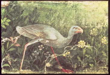 Muurschildering van een Sultan kip in een tuin, Pompeii