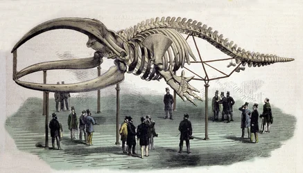 Een skelet van walvissen aan het Royal College of Surgeons in Londen. Gravure uit de 19e eeuw