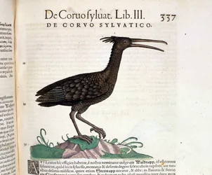 Een wilde raaf uit de „Historia Animalium” van Conrad Gesner, Tiguri 1560. Biblioteca Nazionale Braidense, Milaan