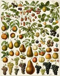 Landbouw: Botanisch bord met eetbare vruchten (kers, framboos, aardbei, bosbes, perzik, abrikoos, noten, druiven, peer, hazelnoot, vijg, appel, pruim...)