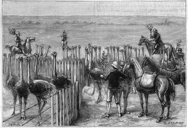 Een struisvogelpark in Heaterton Towers in Zuidelijk Afrika in 1895