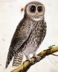 Een uil