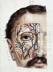 Anatomische plaat van het oog en zijn omgeving (ontveld)