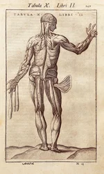 Anatomische plaat die een man op de rug toont. Gravure in "Anatomia Corporis Humani" door Juan Valverde De Amusco