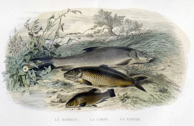 Barbeau, karper en zeelt - in "Histoire naturelle" door Lacépède, T.II, ed. Furne et Cie, Parijs