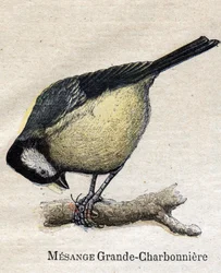 Vogels nuttig voor de landbouw: Grote Mees - Koolmees