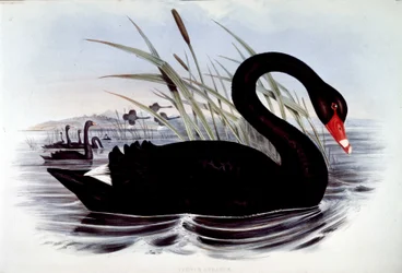 Zwarte zwaan (Cygnus atratus) - uit J. Goulds Vogels van Australië, begin 19e eeuw.