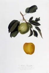 Botanische plaat: Appel reinette (Mela Renetta).