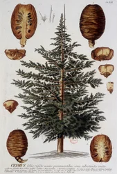 Botanische plaat: Ceder. n.d. 19e eeuw