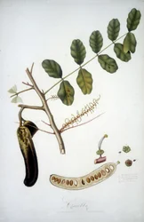 Botanische plaat: johannesbroodboomtak (Carobba).