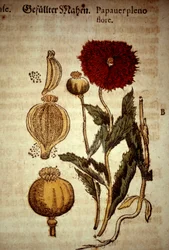Botanische plaat: papaver. Naar 