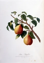 Botanische plaat die de pera angelica voorstelt. 1820 - 1822