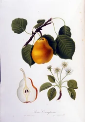 Botanische plaat die de pera campana voorstelt. 1820 - 1822