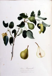 Botanische plaat die de pera campana voorstelt. 1820 - 1822.