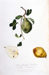 Botanische plaat die de pera spadona voorstelt. 1820 - 1822.