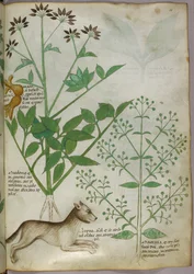 Botanische illustratie van een plant en een wolf