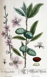 Tak, bloem en vrucht van de amandelboom