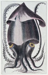 Braziliaanse inktvis - naar Denys Montfort in Histoire naturelle générale et particulière des mollusques, Parijs