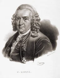 Carl Von Linné Zweedse natuuronderzoeker en schrijver (1707 - 1778).