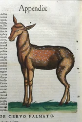 Cervidae (antilope?) in Historia Animalium van Conrad Gesner (1516 - 1565), Tiguri