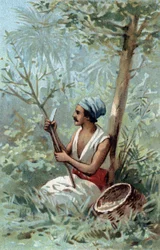 Kaneelschil in Ceylon. Chromolithografie uit de late 19e eeuw.